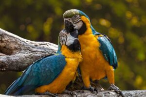 Information about parrot in hindi