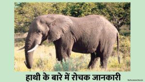 Infomation about elephant in hindi